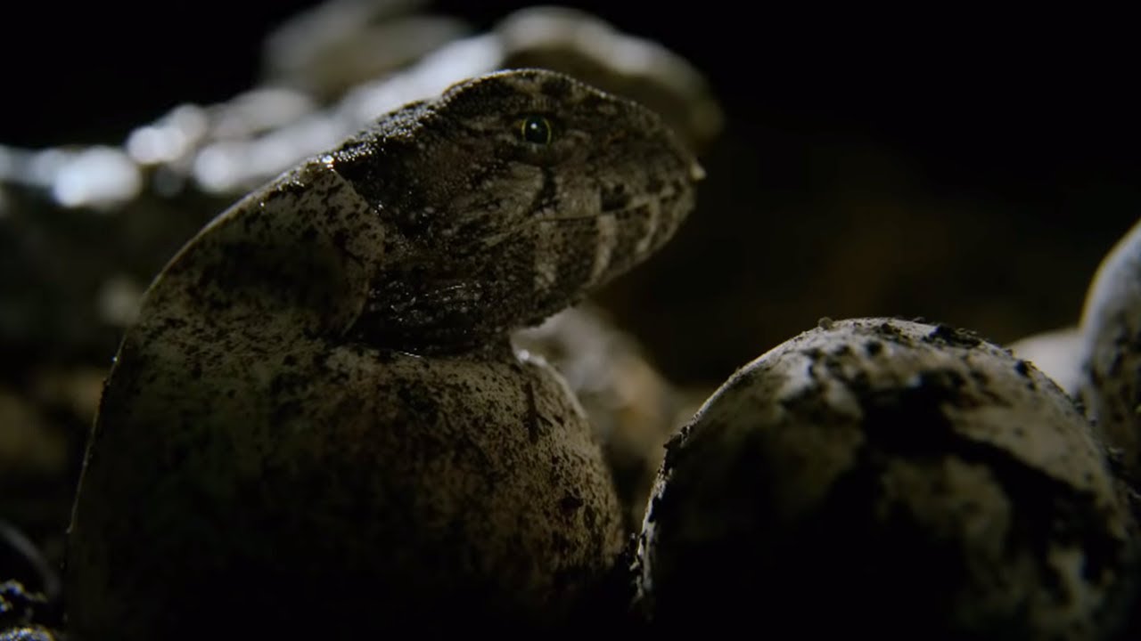 Hatching Of Tuatara Cannibals Wild New Zealand BBC Earth