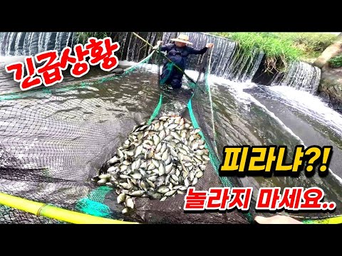 난리 났습니다!! 민물의 피라냐 잡으려고 초대형 족대 제작.. 이게 말이 된다고??.. 생태계 미쳤다 미쳤어!! Korea monster piranha