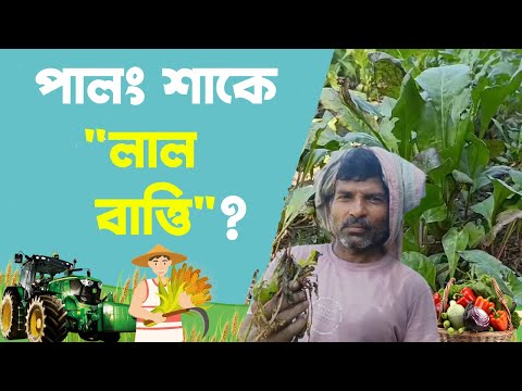 Spinach Farming: পালং দিচ্ছে ভিটামিন সি, চাষী পাচ্ছে কী ?