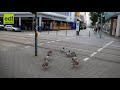Larvenbeschreibung und Reaktionen