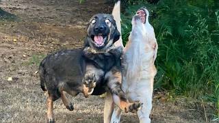 When You’re Living With the Most Clumsy Comedian Dog Ever 🐶 Funny Animal Videos