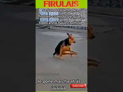 FIRULAIS | Más aventuras del perro más famoso y sus travesuras.