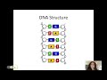 Exploring DNA Structure