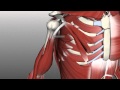 Upper Arm Muscles and Innervation