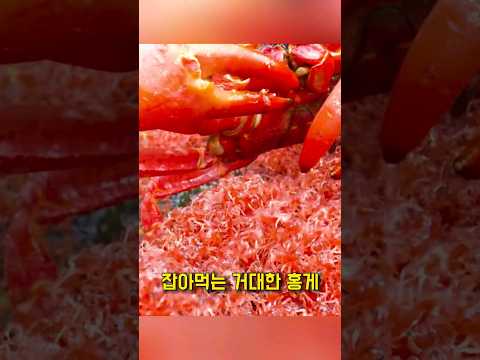 물고기들이 화난 이유