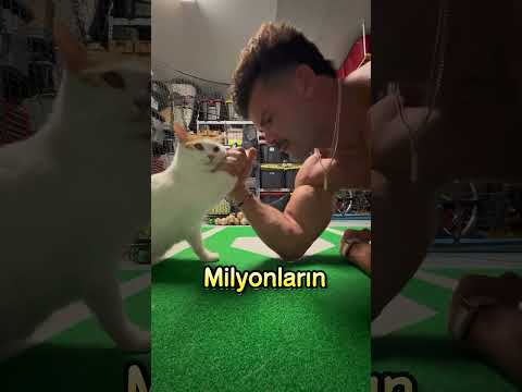 Evdeki Gerçek Boss Aslında Kediydi! 🐱💪😼