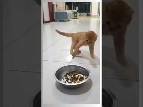 Drunk kitty! Oh my gosh! That's hilarious! #funny #shorts