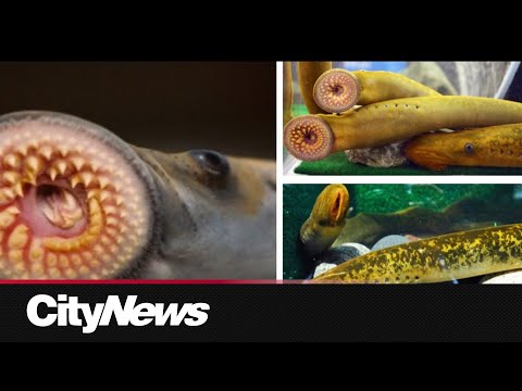 Effort underway to contain spike in sea lamprey