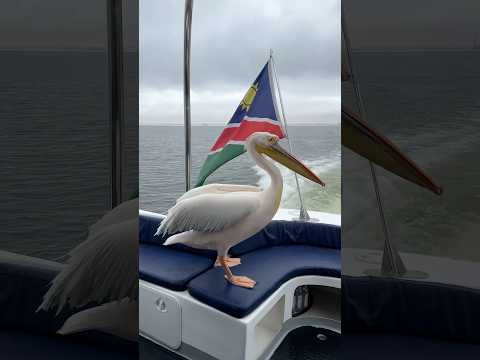 Уматный пеликан,который всё таки выпросил рыбку #animals #namibia #travel #atlanticocean #nature