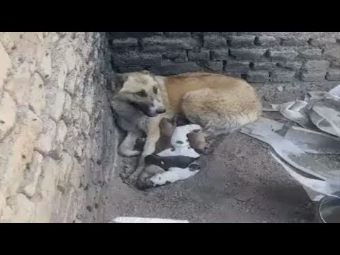 She was trying to protect her puppies after an earthquake, her body sore and covered in dirt.