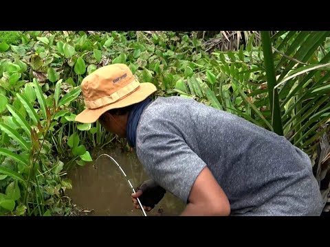 Nasib mujur tiada yang tahu saat mancing dirawa !!! #SG-445