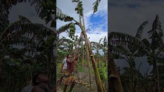 How bananas are cut, food episode 3091) 😱 #food #fruit #banana #shorts