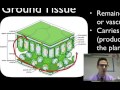 Plant Tissue Functions and Types