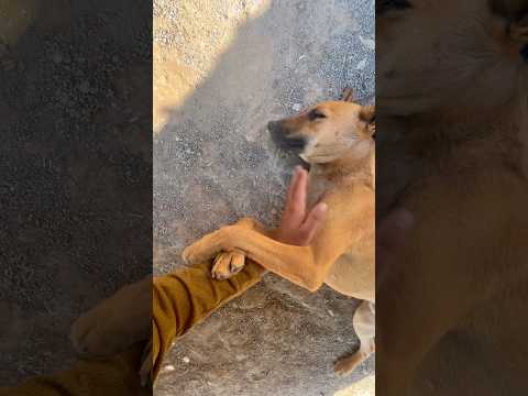 Mere Dog Par Tendua Hamla Kar Dega(4)😢🦮|| #minivlog #shortsvideo #trending