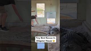 Tiny Bird Rescue In Alligator House 🥺🐦‍⬛🐊#shorts #alligator