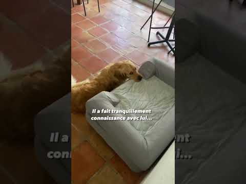 Mon chien s’acclimate en douceur à son nouveau lit 😴