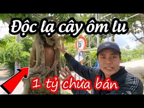 Độc lạ rễ cây đa ôm lu xuyên xe máy tiền tỷ