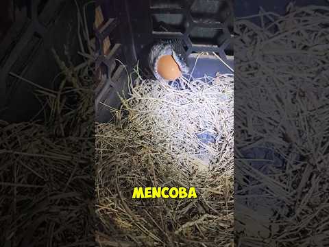his head got stuck after eating the egg