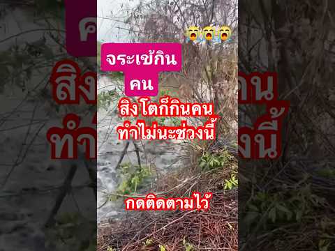 ทำไม่มีแต่สัตว์ทำร้ายคนช่างนี้@subscribeJa #ข่าวเด็ด #ข่าว #ข่าวเด่น #จรเข้ #สิงโต
