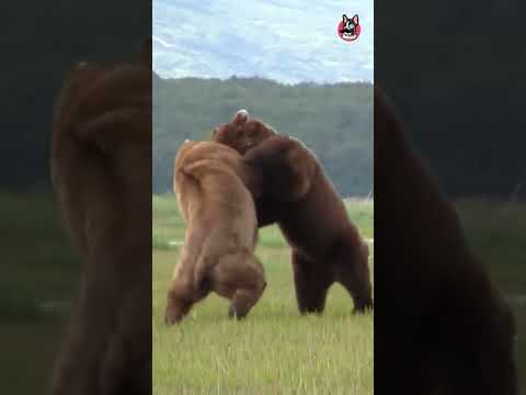Gorila VS Oso Grizzly #shorts #viral