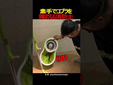 素手でコブラを捕まえる消防士