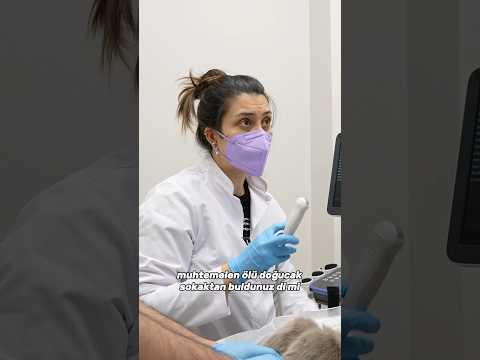 Sokaktan bulunmuş hamile british cinsi kedi