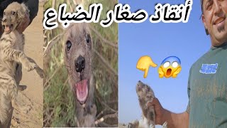 أنقاذ صغار الضباع في صحرأ العراق 😱انتظرونا في الجزء الثاني