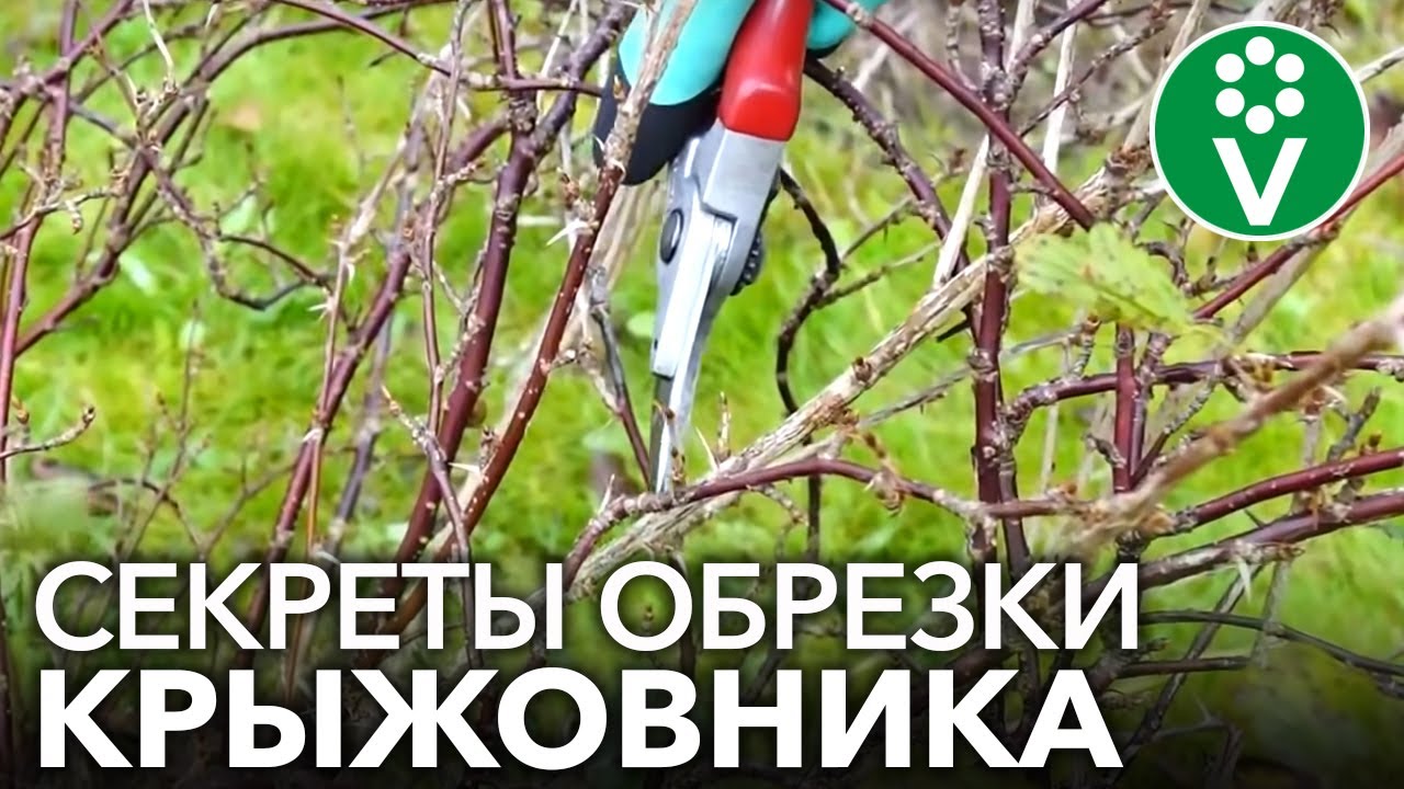 Правильная обрезка крыжовника для крупных и здоровых ягод!