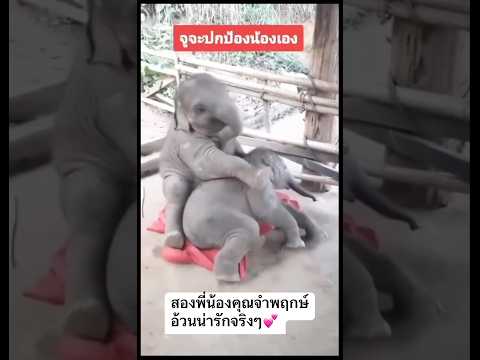 #ช้างน่ารัก #elephant #funnyelephant #animals #funnyvideo #funny #funnyanimal #cute