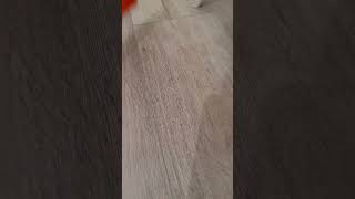 Spider execution
