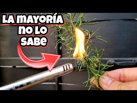 QUEMA 1 rama de ROMERO y MIRA que pasa DESPUÉS! Beneficios y usos del Romero | Huerto urbano y Hogar