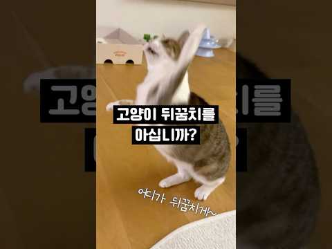 까치발 아니고 고양이발