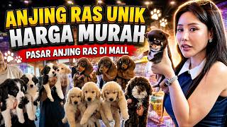 Anjing Ras Unik Harga Murah Di Mall