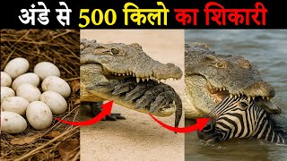 अंडे से 500 किलो का शिकारी | मगरमच्छ का जीवन चक्र | Crocodile Life Cycle Video