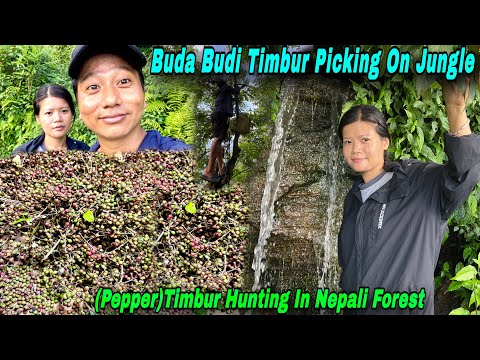 TIMBUR IN JUNGLE | टिम्बुर टीप्दै बुढा बूढी | SEARCHING TIMBUR & PICKING | CHATPATE EATING | TIMBUR