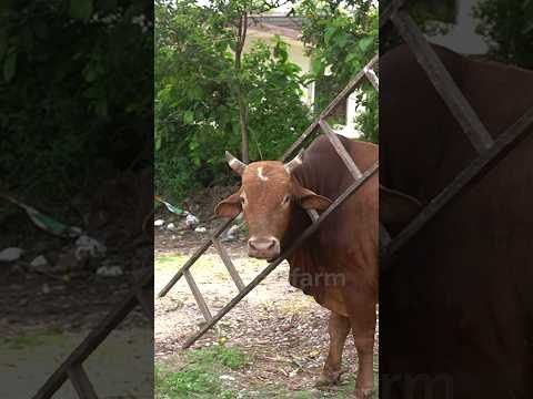 Bura phansa bail #peepalfarm