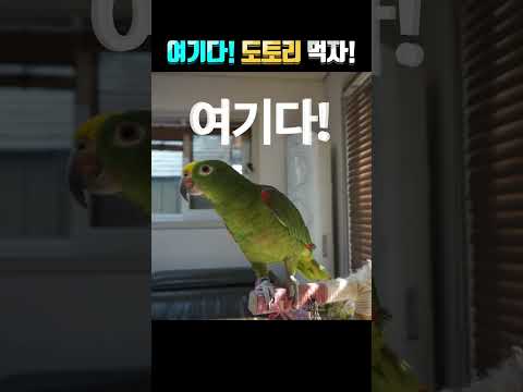 아빠한테 밥달라고 보채는별이~ 도토리 먹자???