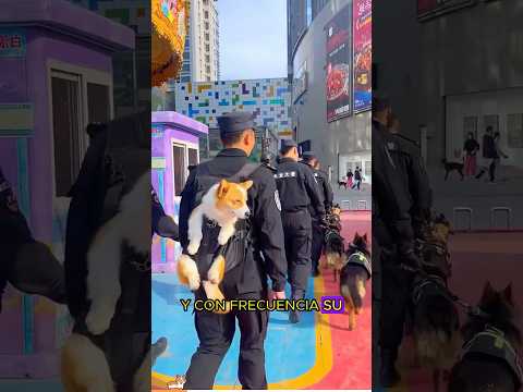 Corgi, the smartest and most handsome police dog#animals #Foryou #Friendship #Us#USA#Corgi#dog