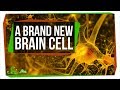 Understanding the Discovery of Rosehip Neurons