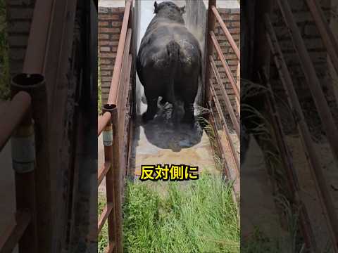 史上最も奇妙な牛の入浴方法