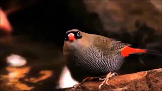 RED-EARED FIRETAIL NA NATUREZA