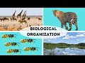 Understanding the Okefenoke Swamp Ecosystem