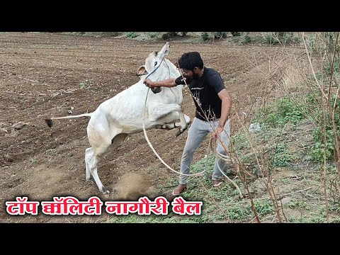 beautiful and powerful white nagori racing bull ox race with raja