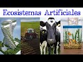 Artificial Ecosystems and Their Characteristics