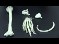 Bone Structure and Classification