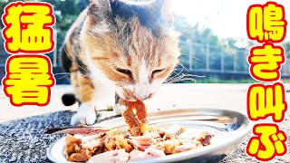猛暑 空腹で鳴き叫ぶ黒猫と三毛猫にご飯をあげると・・・ さくらねこへのエサやり 感動猫動画 癒され野良猫動画