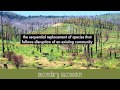 Exploring Types and Processes of Succession