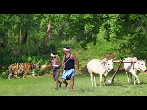 किसान को बाघ ने किया हमला | TIGER ATTACK MAN IN THE FOREST