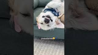 Testing our Dog with a Crying Baby!