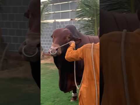 MashAllah heavy bull#cow #animals #cowmandi #youtubeshorts #cowlover #2024cow #viral #mashAllah.